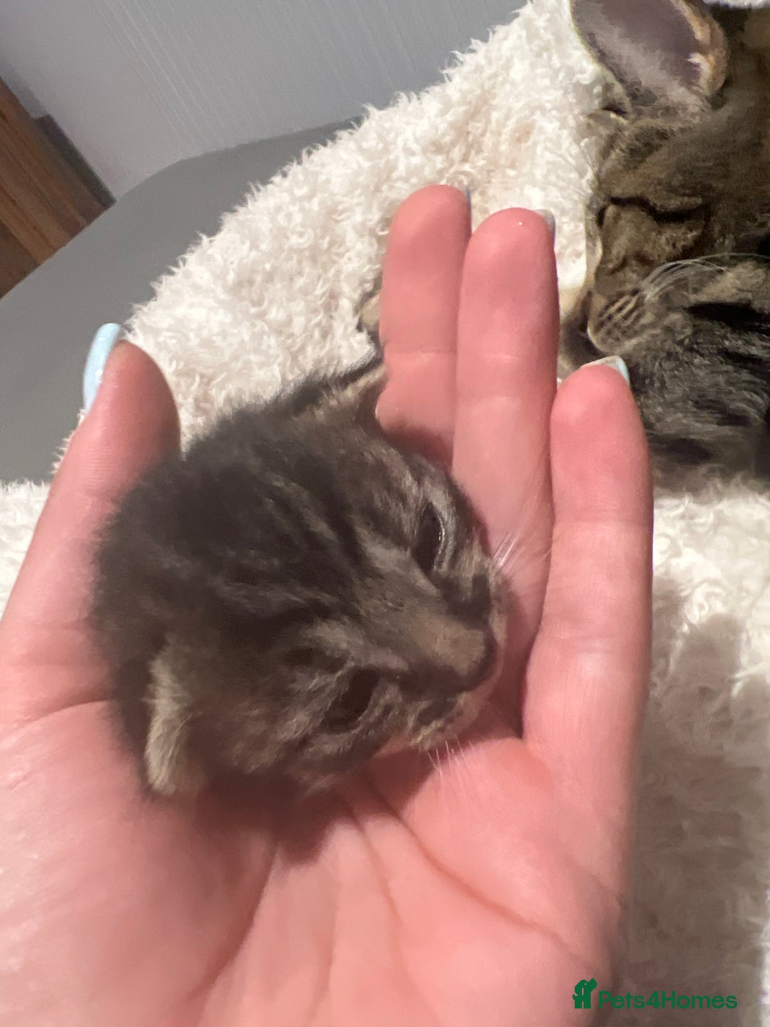Mixed Breed cats for sale: Beautiful kittens for sale  - Image 9
