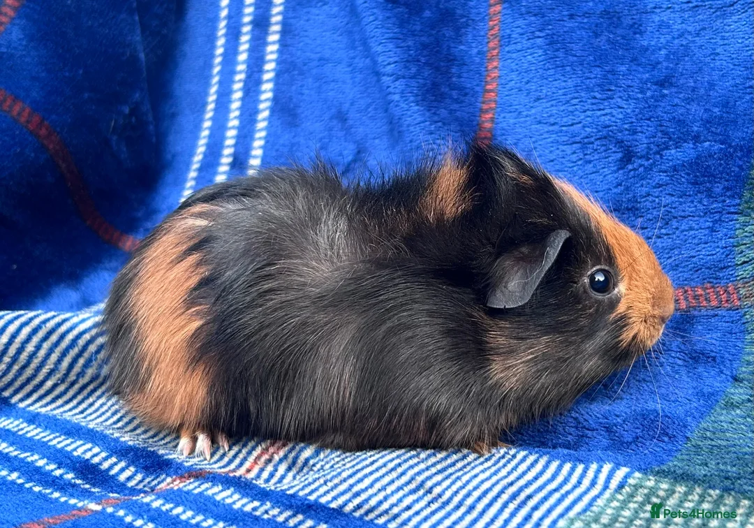 Guinea Pig rodents for sale: 2 boy guinea pigs for sale  in Ashbourne - Advert 3