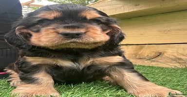 Cocker Spaniel dogs - Advert 10