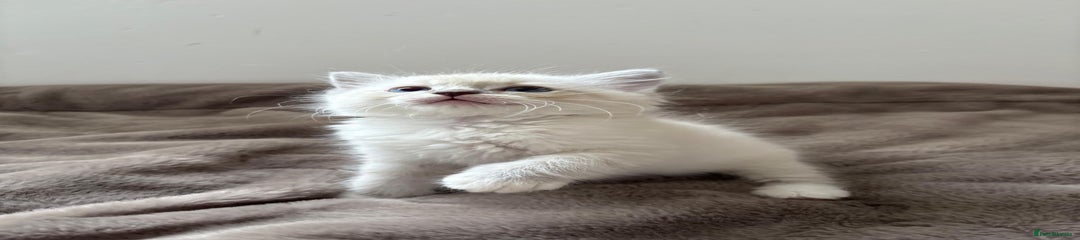 Ragdoll Kitten 1