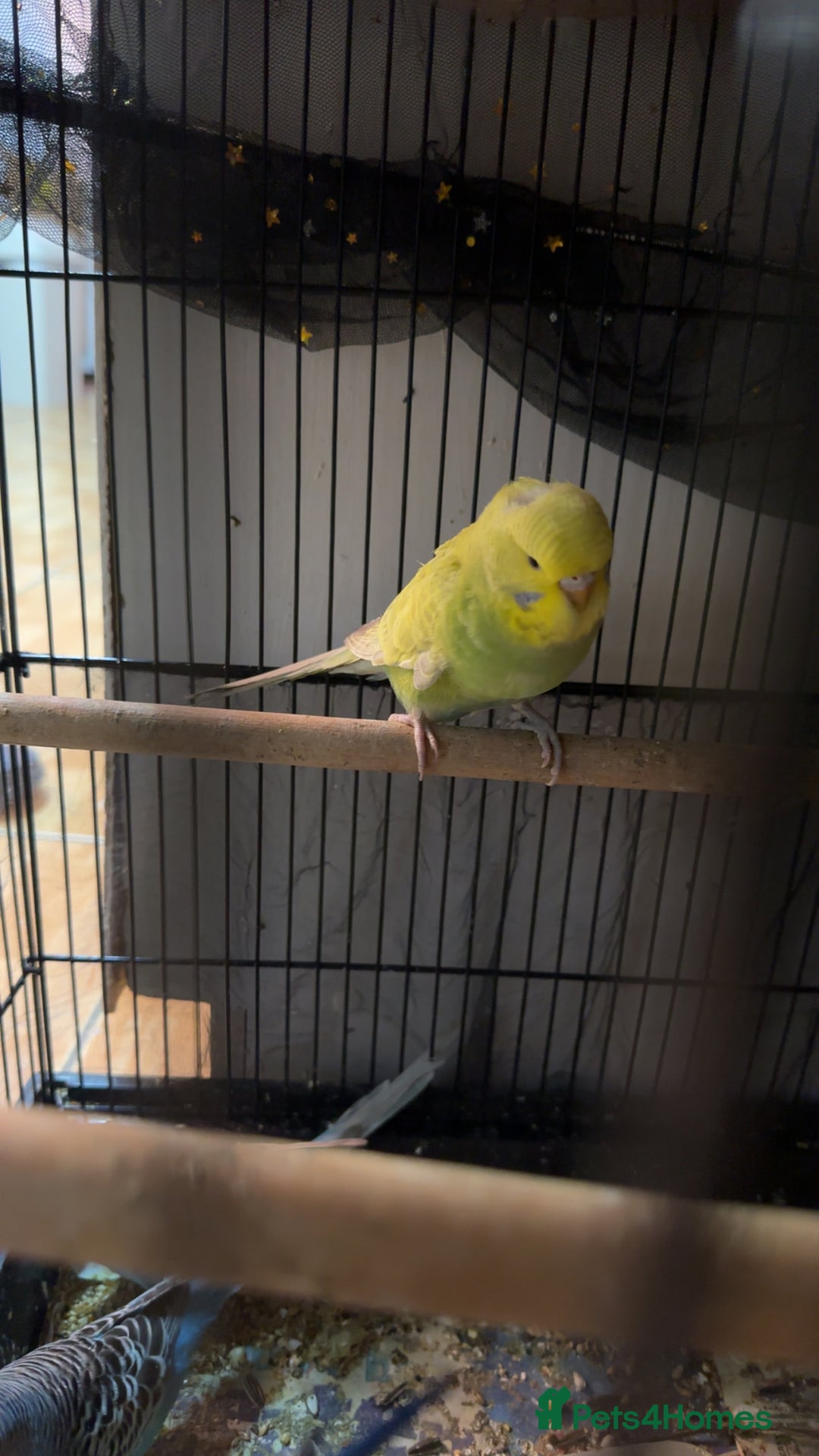 Budgerigars birds for sale:  Budgies for sale - Advert 6