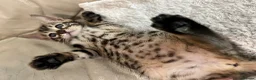 Bengal cats for sale: Bengal silverstorm and brown Rosette kittens - Advert 13