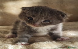 Maine Coon cats for sale: MAINE COONE KITTENS POLYDACTYL&NON POLYDACTYL   - Advert 18