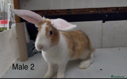 Continental Giant rabbits for sale: Continental giant cross  - Image 2