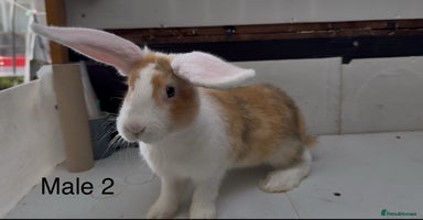 Continental Giant rabbits - Advert 6