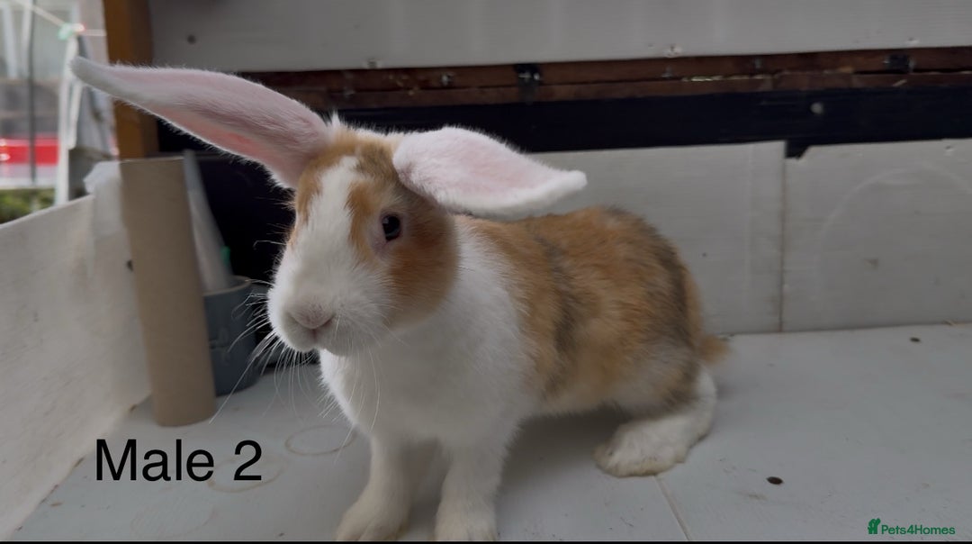 Continental Giant rabbits for sale: Continental giant cross  - Image 2