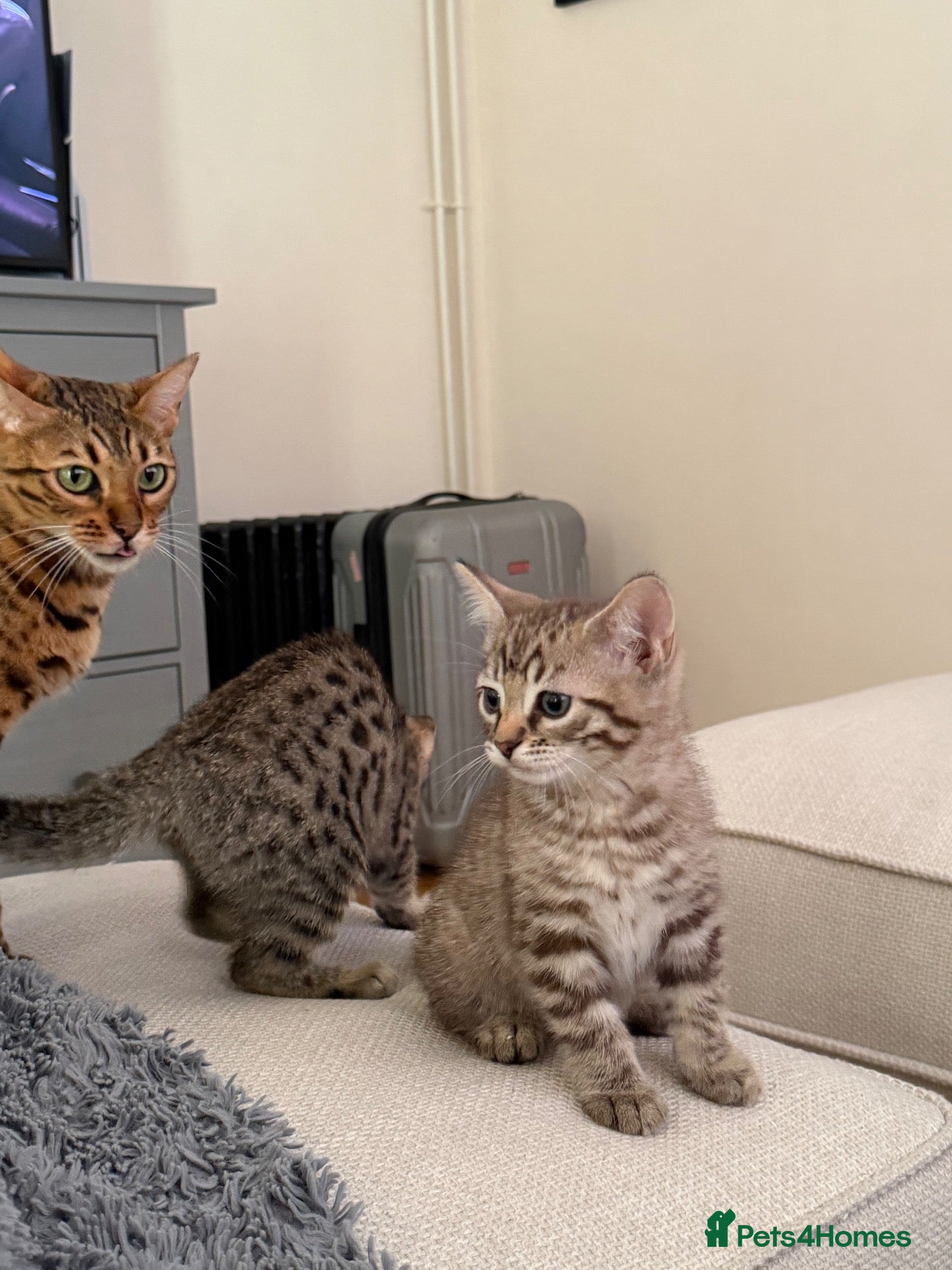 Bengal cats Beautiful Bengal x kittens  - Advert 10