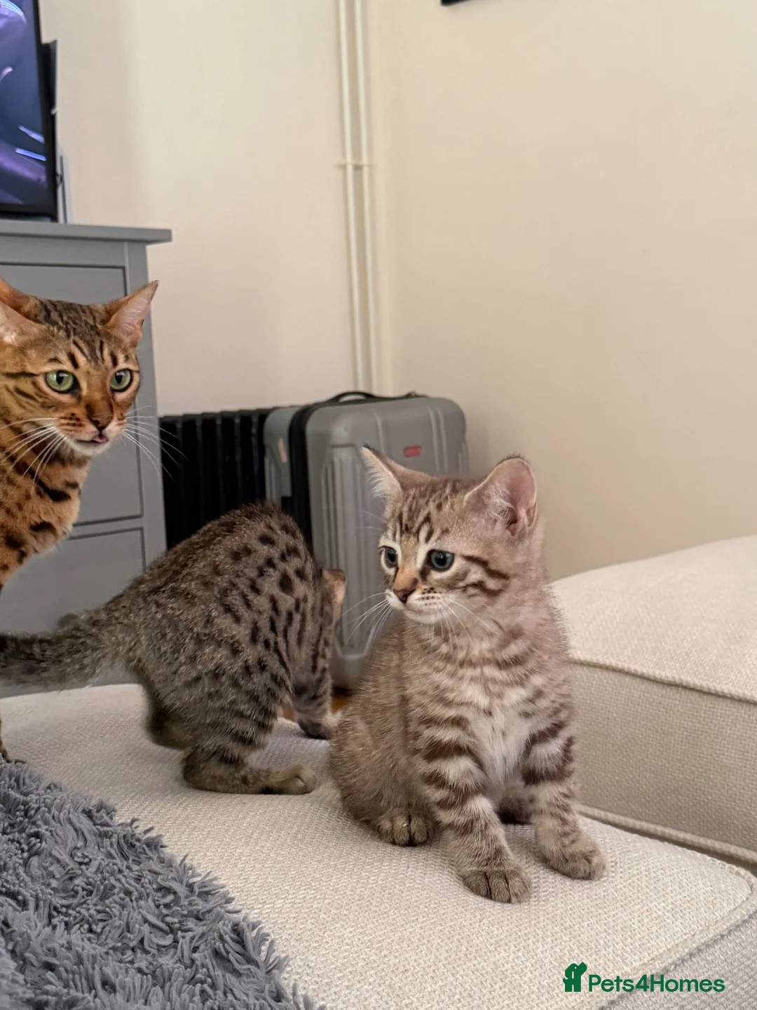 Bengal cats for sale: Beautiful Bengal x kittens  - Advert 1
