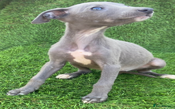 Whippet dogs for sale: Stunning kc reg whippet pups (last few remaining)  - Image 10