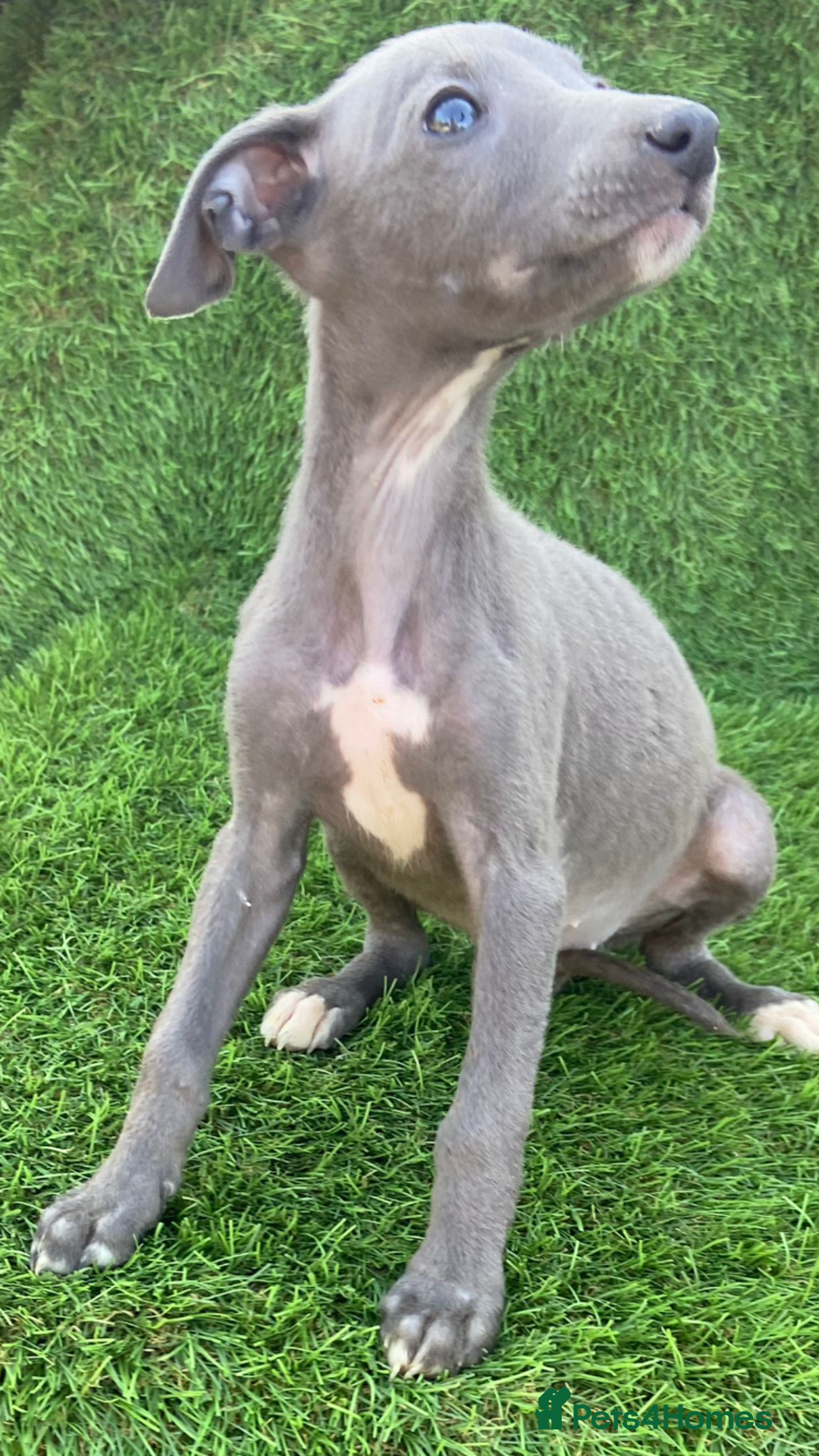 Whippet dogs for sale: Stunning kc reg whippet pups (last few remaining)  - Image 10