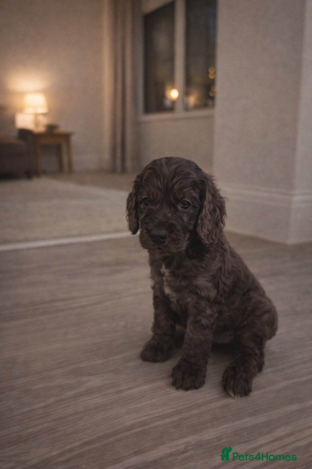 Cockapoo dogs for sale: Gorgeous F1 Cockapoo Puppies  - Advert 9