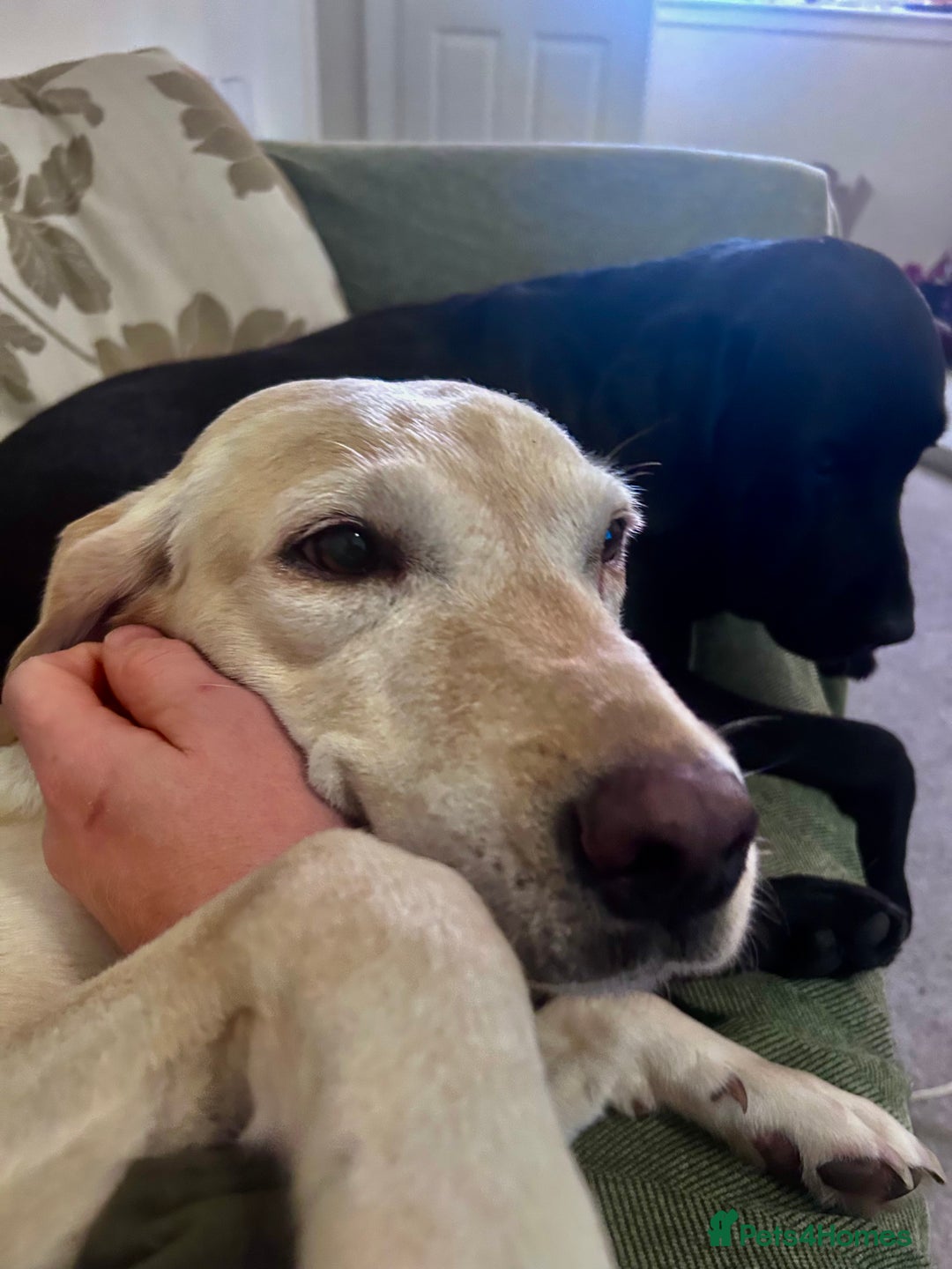 Labrador Retriever dogs for sale: Beautiful KC Reg Lab Pups - Advert 19