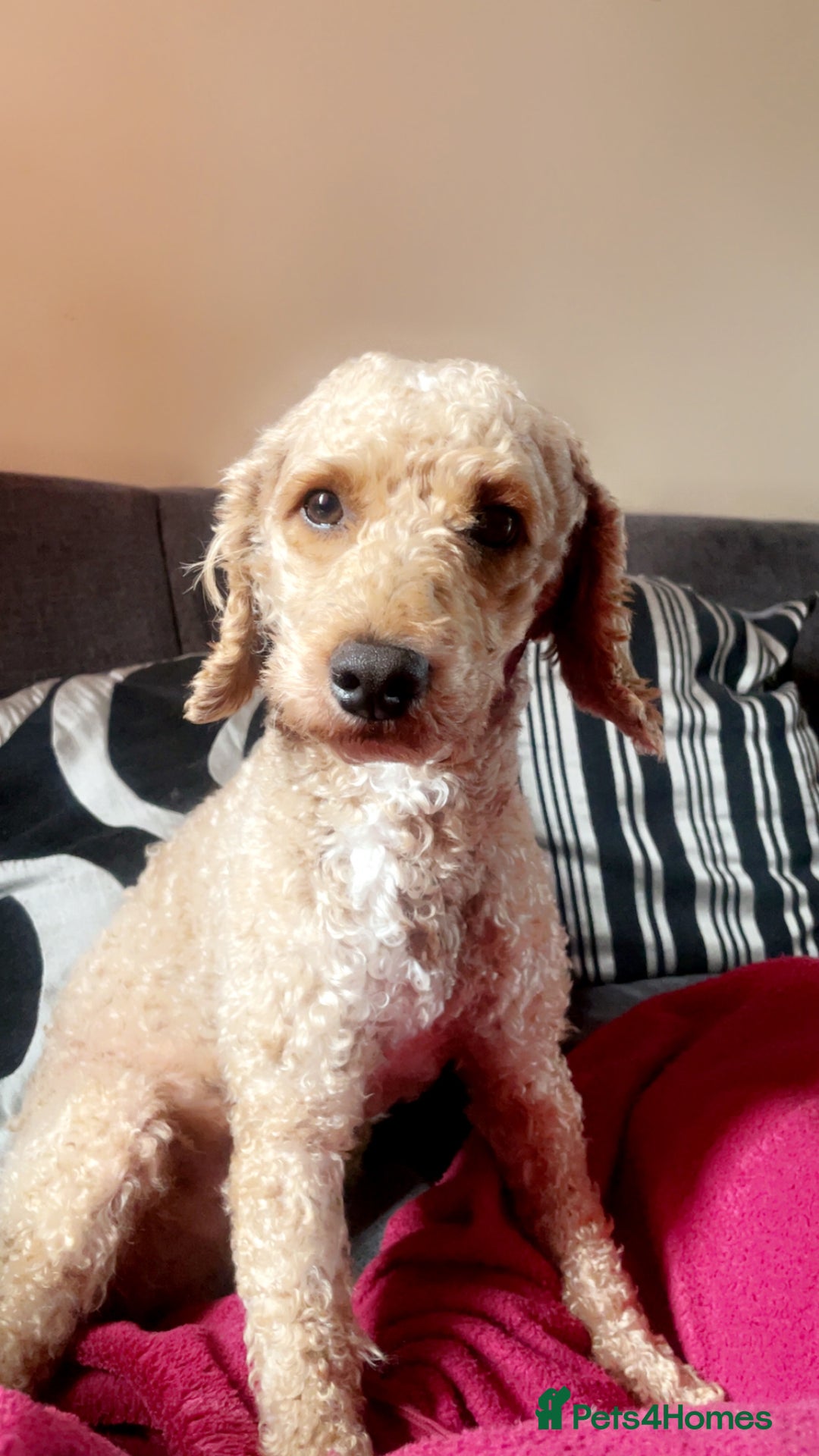 Cockapoo dogs for sale: Cockapoo  - Image 4