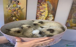 Selkirk Rex cats for sale: Selkirk rex kittens  - Image 2