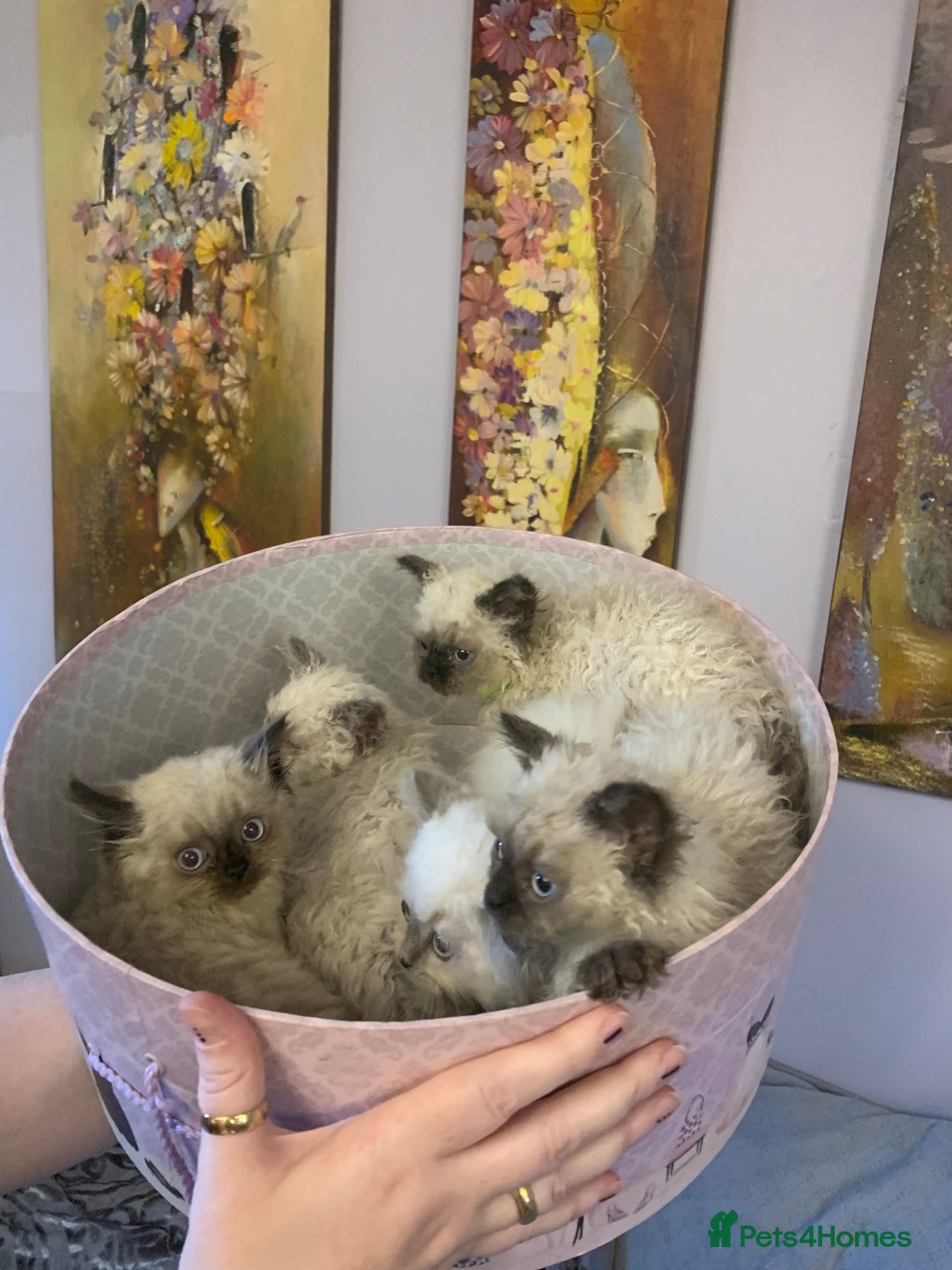 Selkirk Rex cats for sale: Selkirk rex kittens  - Image 2