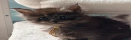 Maine Coon cats for sale: Beautiful high smoked and smoked kittens for sale  - Advert 28