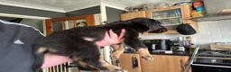 Mixed Breed dogs for sale: 3 Male 2 Female - Advert 11