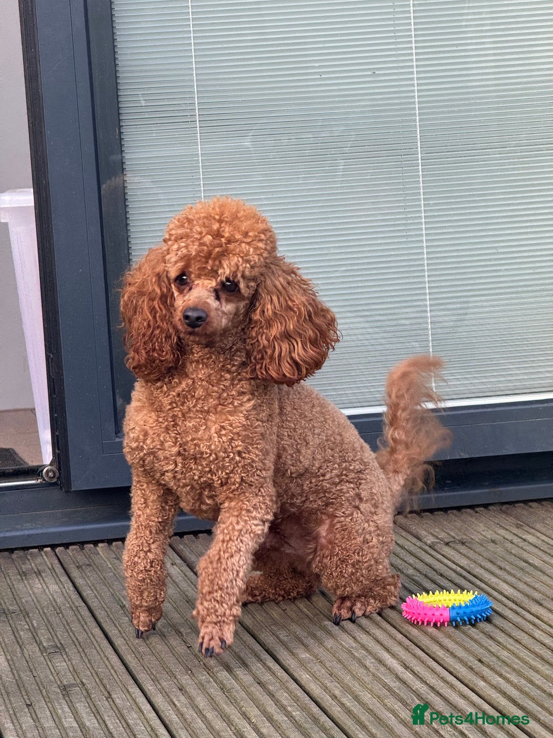 Toy Poodle dogs for stud: Teddy Fox red Proven Toy Poodle for STUD in Bexleyheath - Advert 3