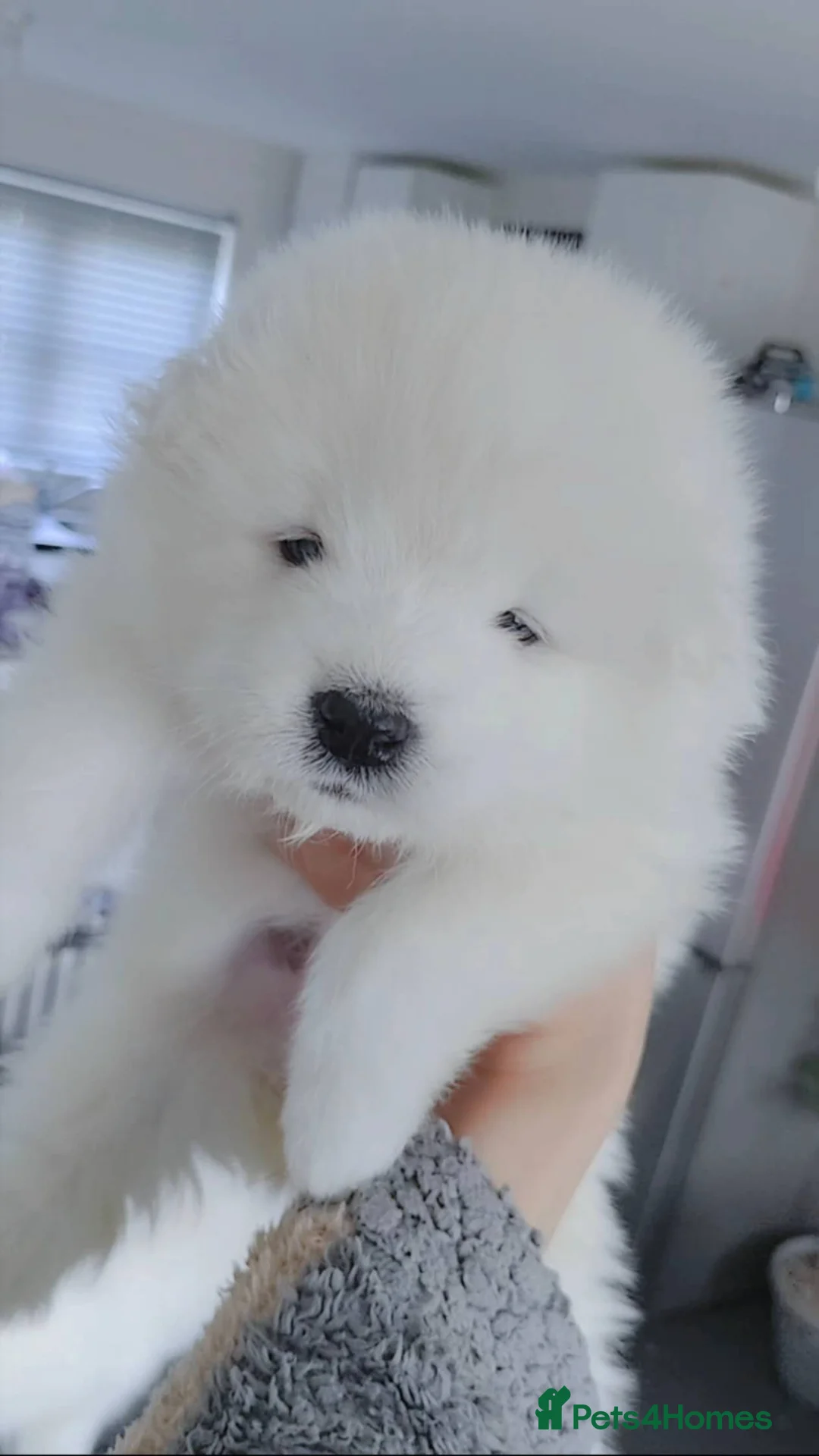 Samoyed dogs for sale: Lovely Samoyed Puppies For Sale - Advert 2