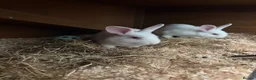 Mixed Breed rabbits for sale: Male albino rabbits in Wolverhampton - Advert 1