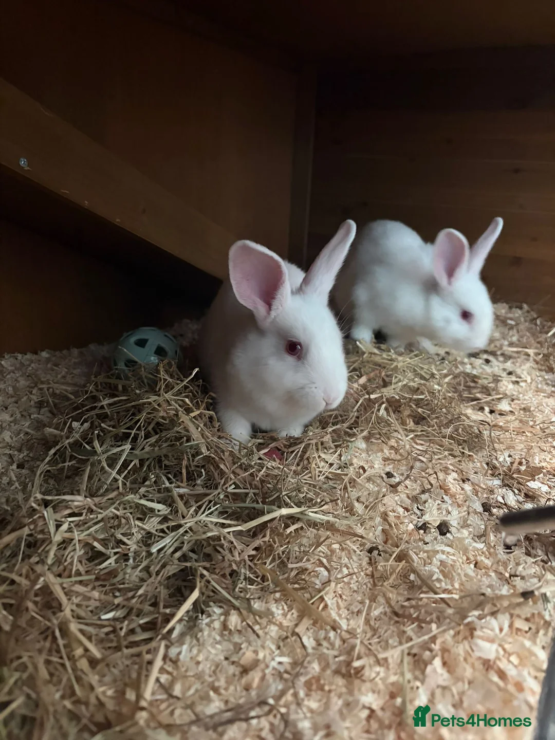 Mixed Breed rabbits for sale: Male albino rabbits in Wolverhampton - Advert 1