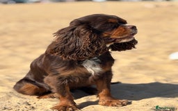 Cavalier King Charles Spaniel dogs for sale: KC reg 🍫parents/Eyes/heart&health certs - Image 4
