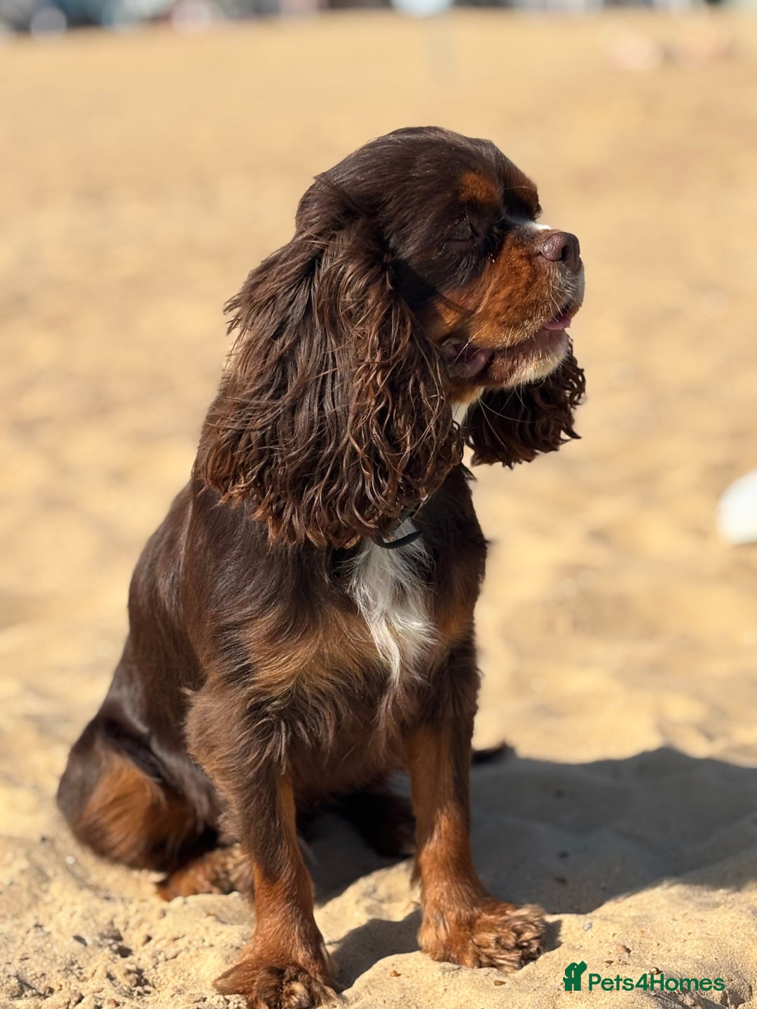Cavalier King Charles Spaniel dogs for sale: KC reg 🍫parents/Eyes/heart&health certs - Image 4