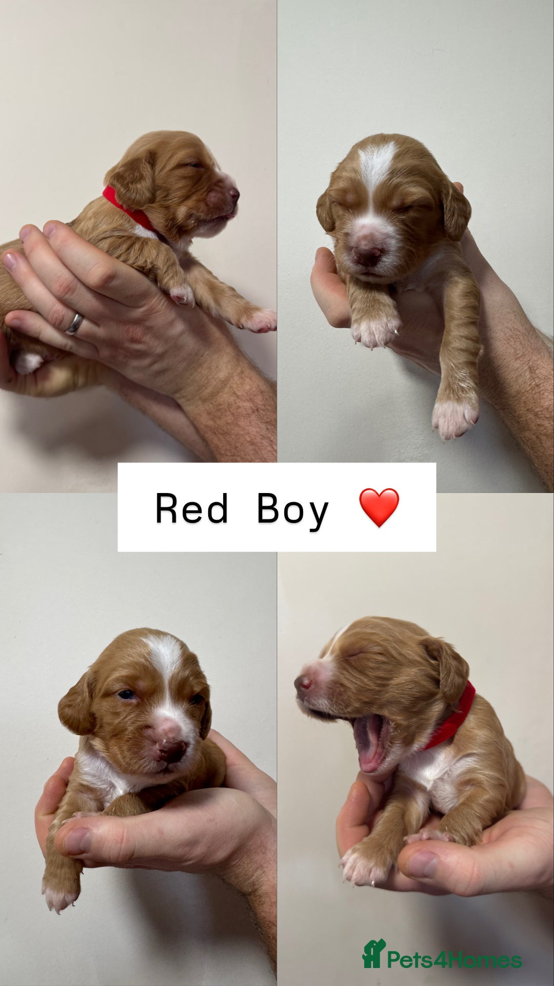 Sprocker dogs for sale: Gorgeous Sprocker Puppies Looking for 5* Homes - Advert 4