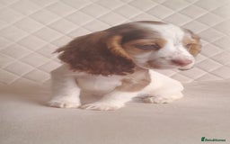 Cocker Spaniel dogs for sale: Beautiful cocker spaniel puppy’s  - Advert 14