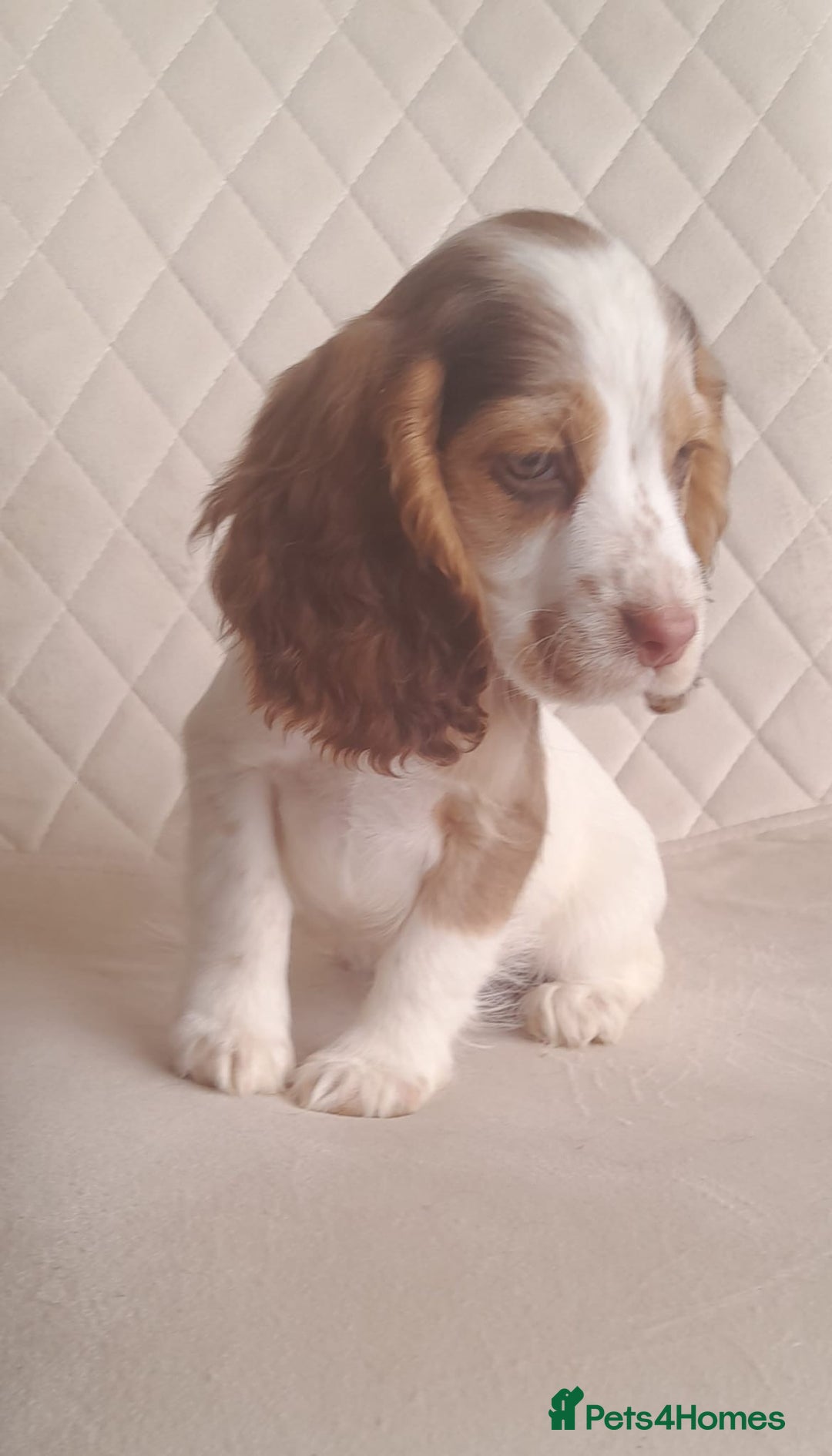 Cocker Spaniel dogs for sale: Beautiful cocker spaniel puppy’s  - Advert 14