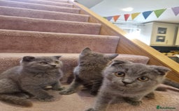 Scottish Fold cats for sale: 1 BSH Boy AVAILABLE. in Sheffield - Image 12