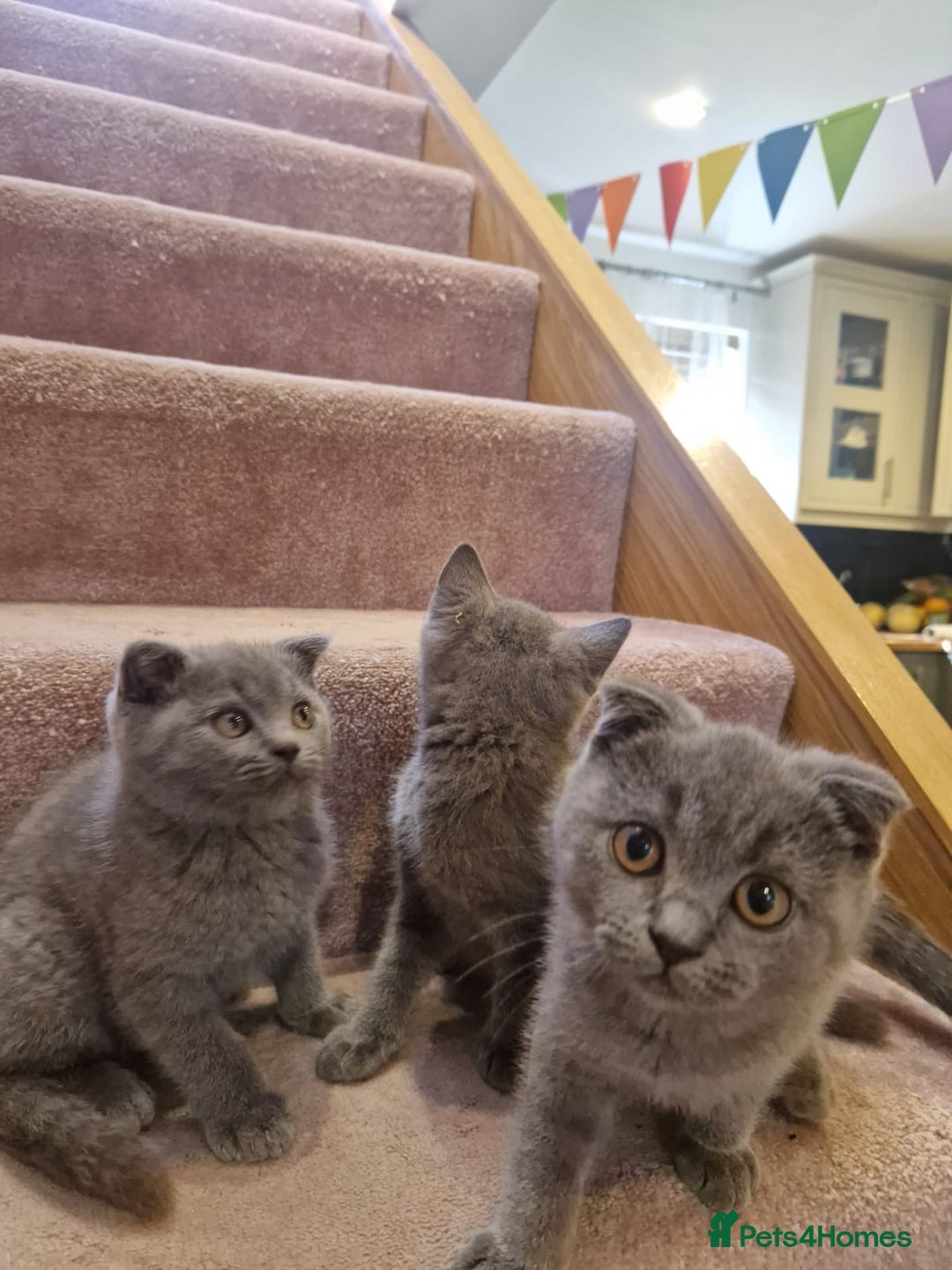 Scottish Fold cats for sale: 1 BSH Boy AVAILABLE. in Sheffield - Image 12