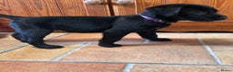 Labrador Retriever dogs for sale: GORGEOUS LITTER OF BLACK LABRADOR PUPPIES!! - Advert 9