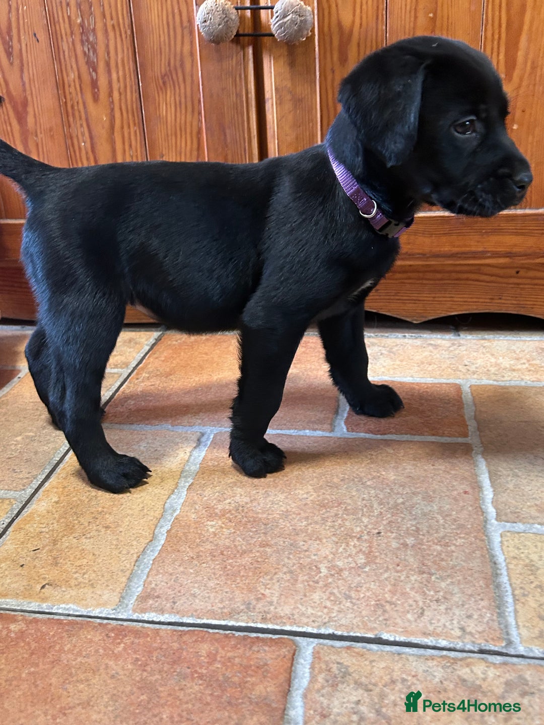 Labrador Retriever dogs for sale: GORGEOUS LITTER OF BLACK LABRADOR PUPPIES!! - Advert 9