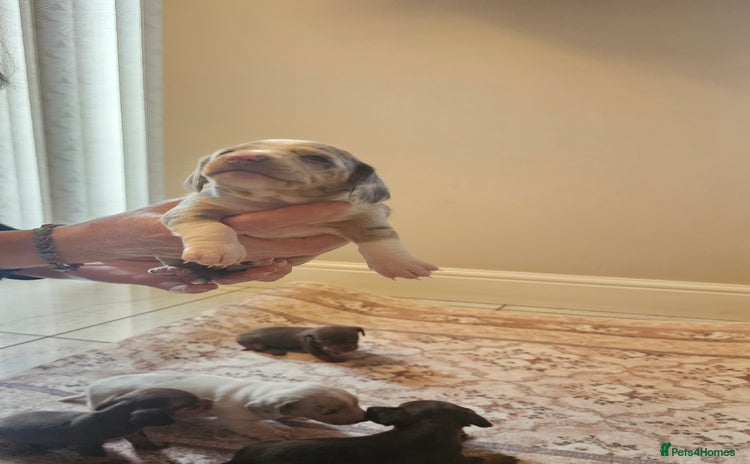 Dachshund dogs - Advert 1