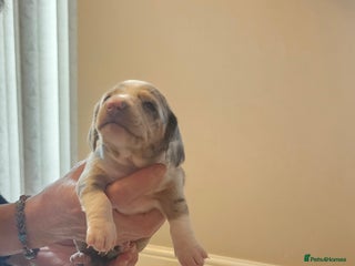 Dachshund dogs - Advert 7