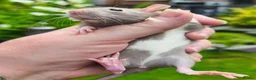 Rat rodents for sale: Beautiful blue and mink Dumbo rats - Advert 16