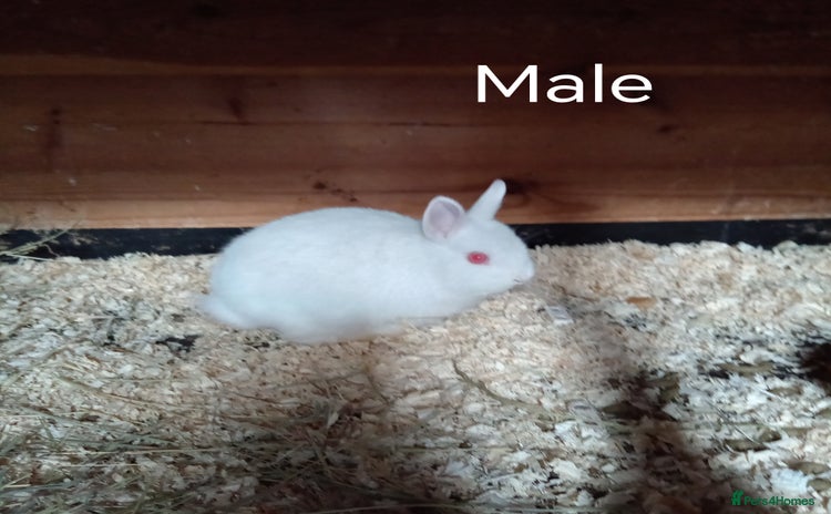 Netherland Dwarf rabbits - Advert 1