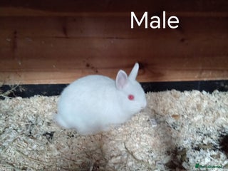 Netherland Dwarf rabbits - Advert 2