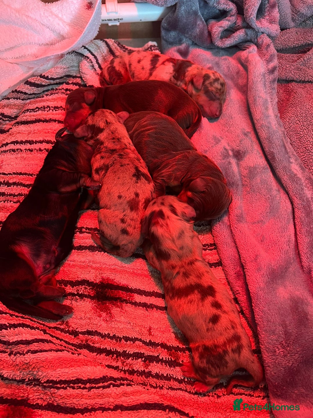 Miniature Dachshund dogs for stud: KC reg Cream - health and DNA Tested   in Southampton - Advert 6