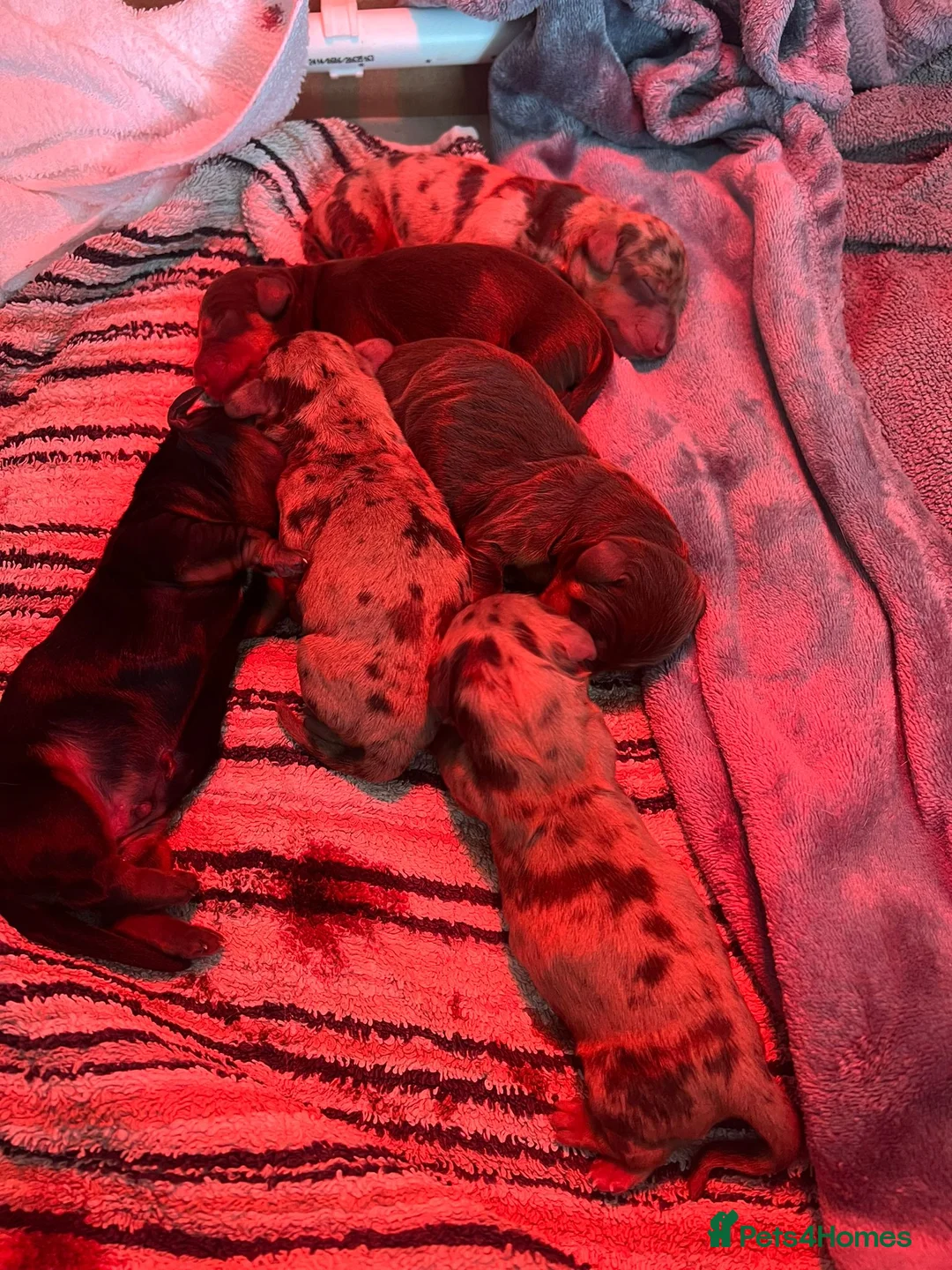 Miniature Dachshund dogs for stud: KC reg Cream - health and DNA Tested   in Southampton - Advert 6