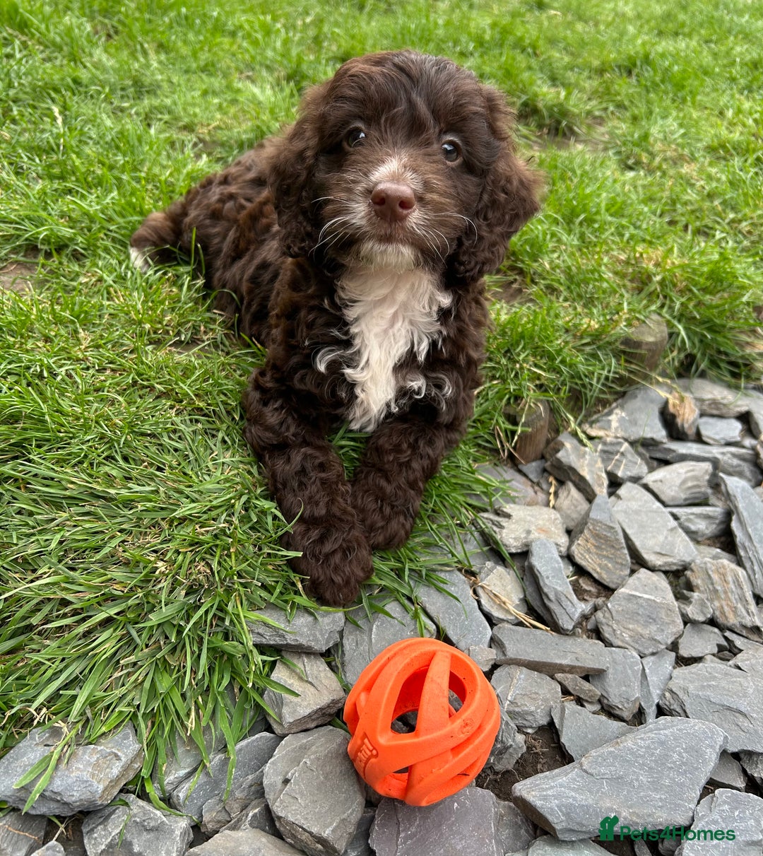 Cockapoo dogs for sale: Vet checked stunning Chocolate Cockapoo boy ready  - Image 6