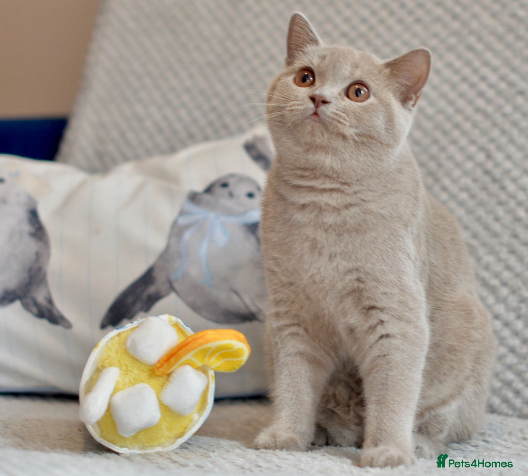 British Shorthair cats Beautiful paws*GB 😻 - Advert 1