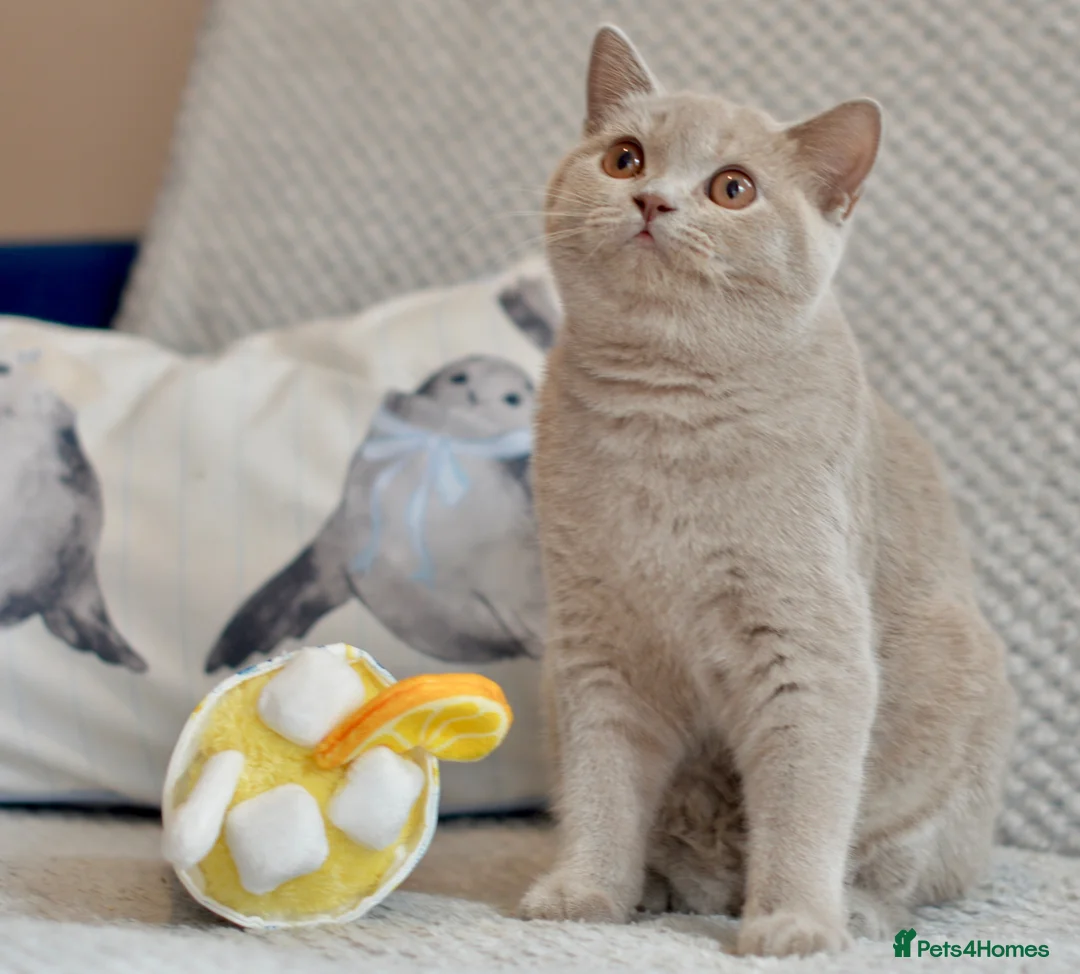 British Shorthair cats for sale: Beautiful paws*GB 😻 - Advert 1