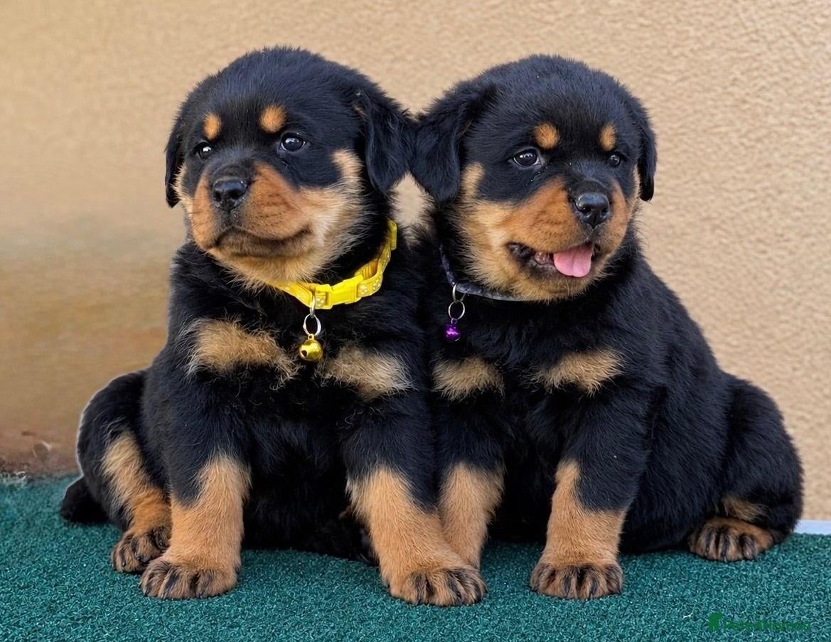 Rottweiler dogs 💃lovely gentle giant🕺 available to new homes🍌🍌 - Advert 1