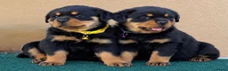 Rottweiler dogs for sale: 💃lovely gentle giant🕺 available to new homes🍌🍌 in Selby - Advert 1