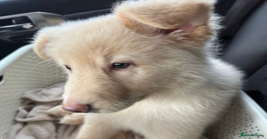 German Shepherd dogs - Advert 2