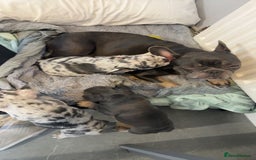 French Bulldog dogs for sale: French bull dog puppie  - Advert 1