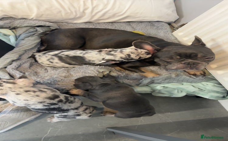 French Bulldog dogs French bull dog puppie  - Advert 1