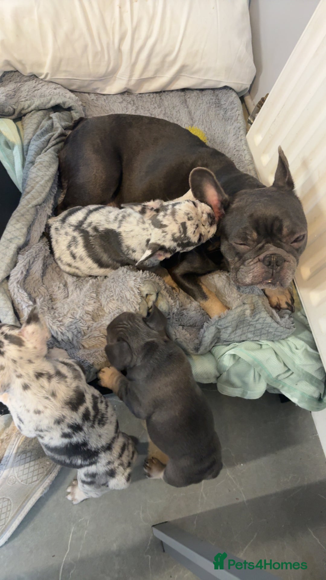 French Bulldog dogs for sale: French bull dog puppie  - Advert 1